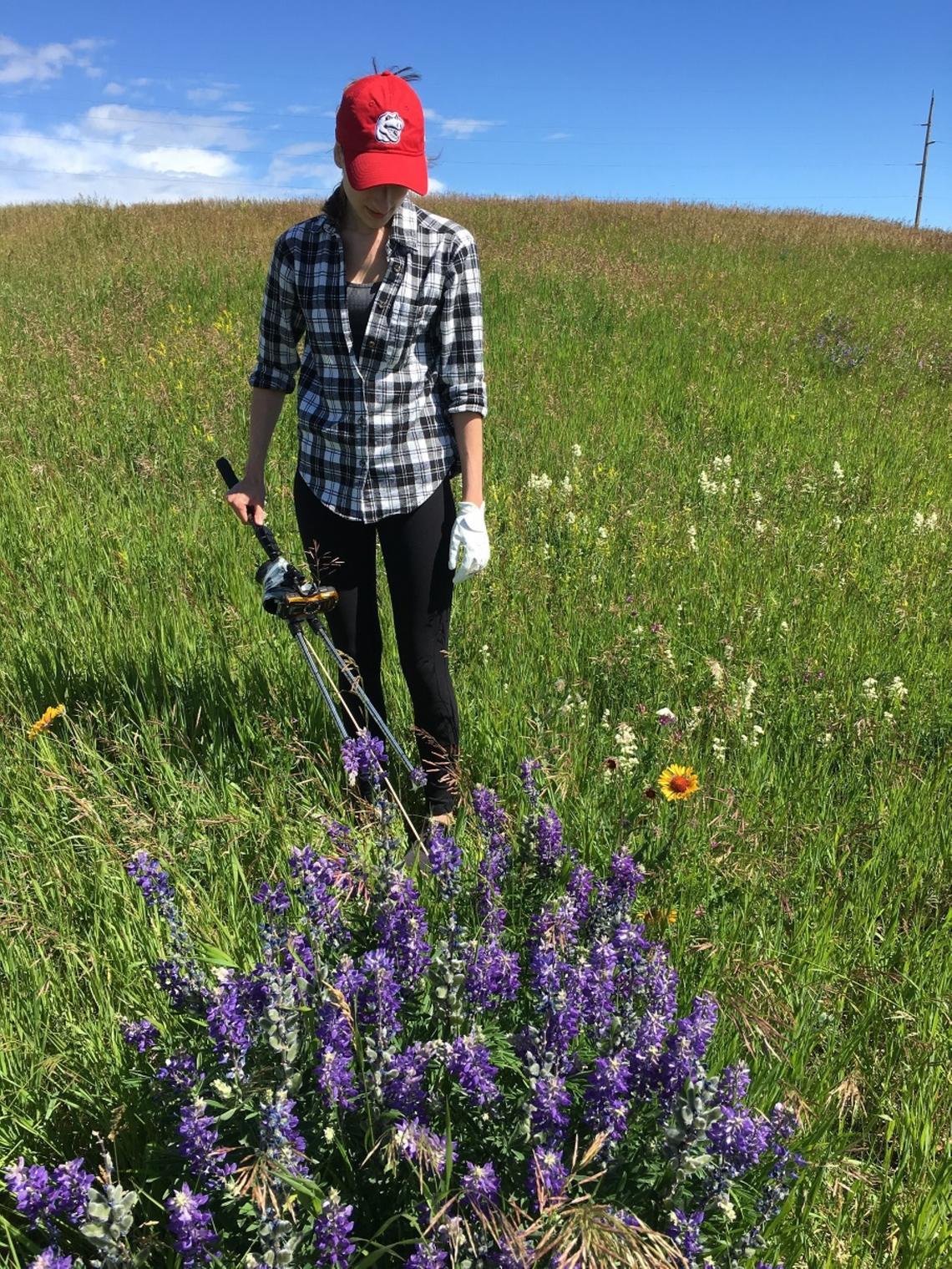 As part of her research project, Maddison Canuel recorded the movements of bumblebees at Nose Hill park in Calgary. Photo courtesy Maddison Canuel
