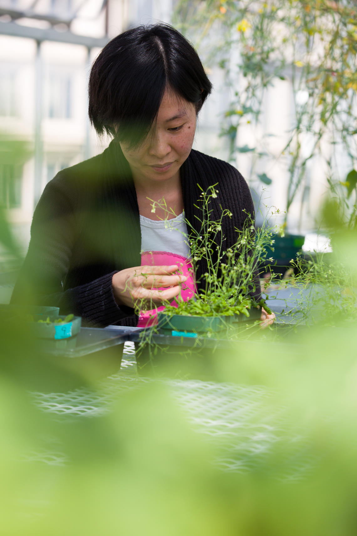 Siyu Liang, PhD student in Samuel's group, says the finding provides a  new way to improve plant drought tolerance. 