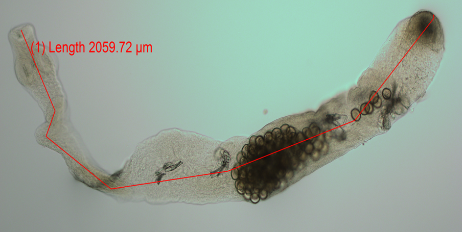 A parasitic tapeworm called echinococcus multilocularis (E. multilocularis) can be fatal to humans.