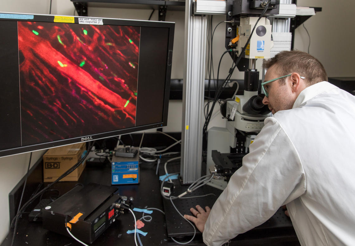 Justin Deniset uses live imaging microscopy to watch the cell as it travels through the heart. 