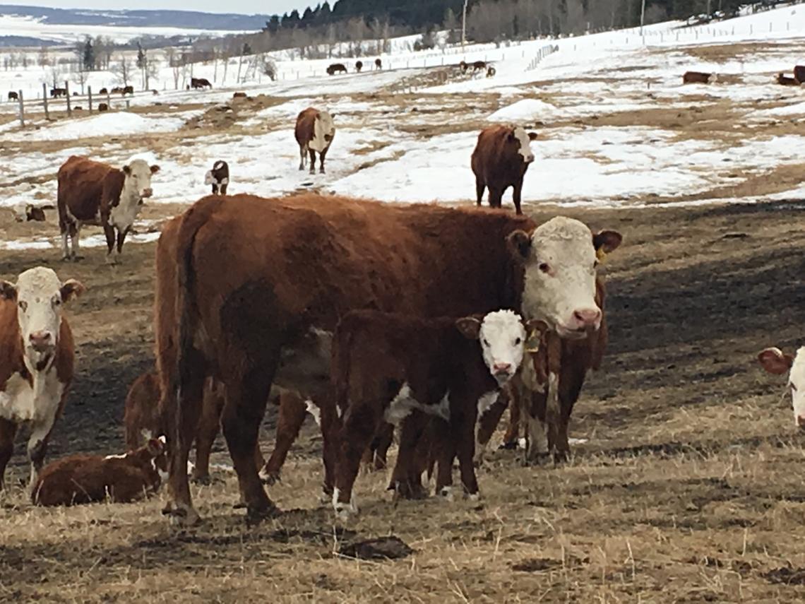 University of Calgary PhD student Jennifer Pearson's newborn calf research has earned her the prestigious Douglas A. Armstrong Memorial Scholarship from the Academy of Veterinary Consultants. Photo by Collene Ferguson, Faculty of Veterinary Medicine