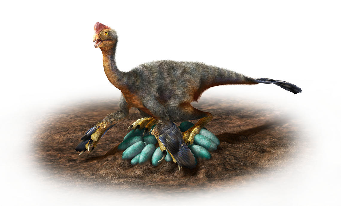 Oviraptorid dinosaur on nest of eggs.