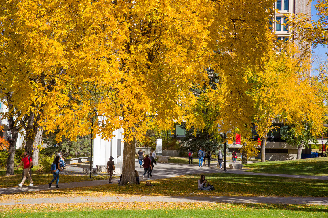 UCalgary campus in the early fall