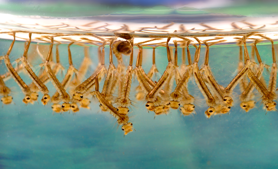 The larvae of Culex pipens form dense groups in standing water before undergoing metamorphosis into adults.