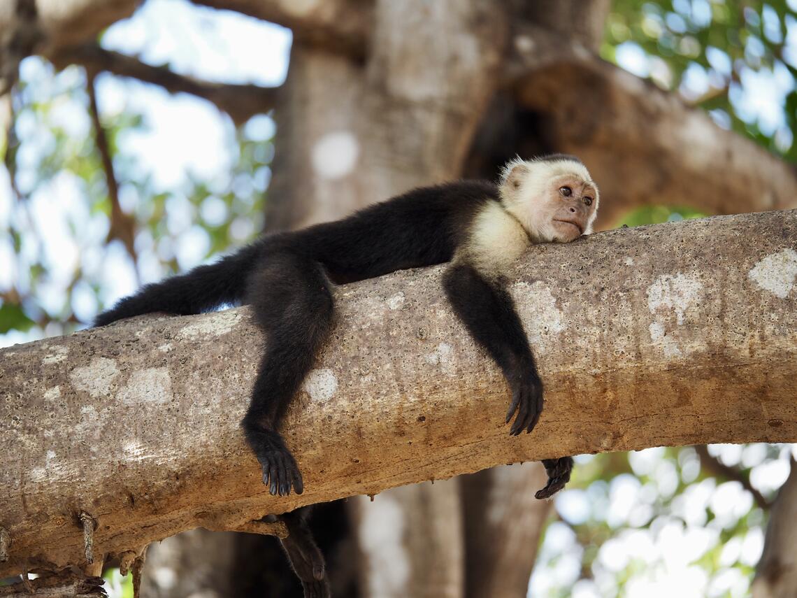White-faced capuchin, Megan Mah, Department of Anthropology and Archaeology, University of Calgary