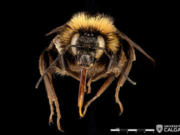 Male Bombus pensylvanicus (American bumble bee).