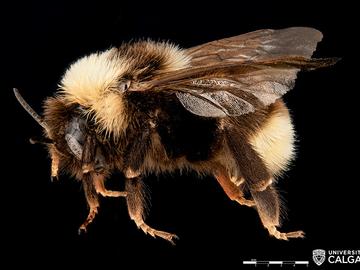 Bombus bohemicus (Gypsy Cuckoo Bumble Bee).