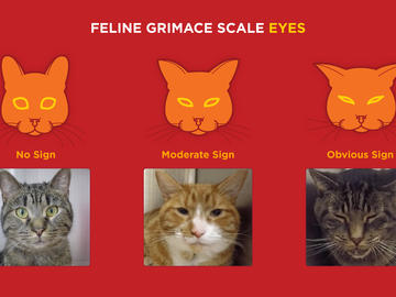 Cat grimaces