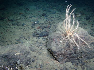 Underwater image of marine life