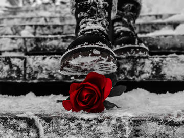 Black and white photo of boot about to step on rose in the snow