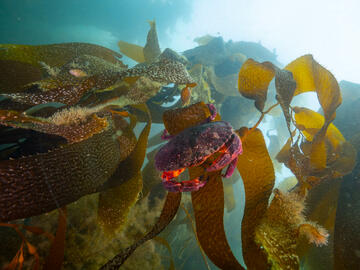 Barkley Sound, B.C.