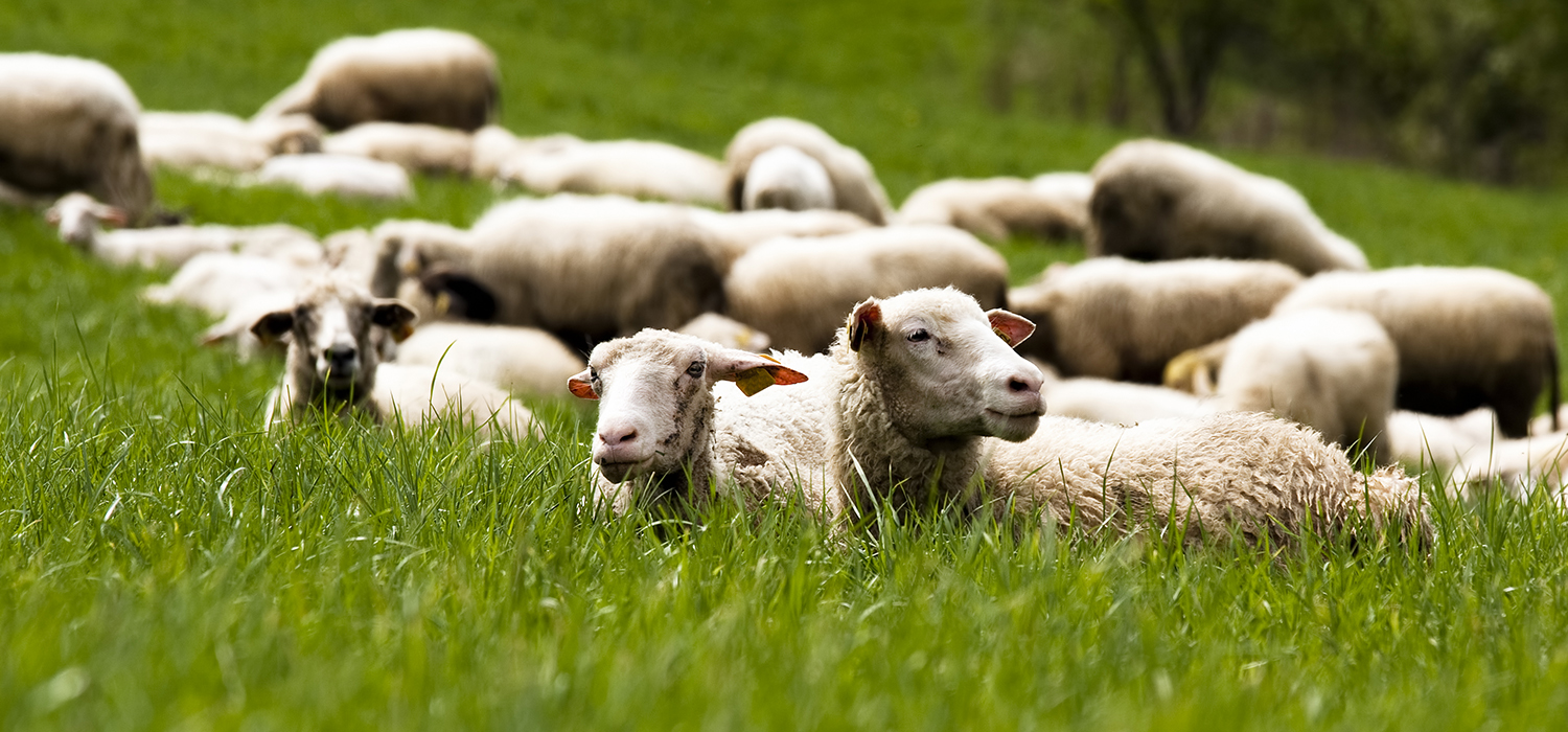 sheep in field