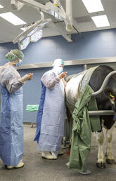 Veterinary medicine students during bovine surgery rotation