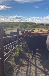 As part of the study, calves at W.A. Ranches were gradually weaned and separated from their mothers using a fence line separation method where the animals can still see and hear each other. 