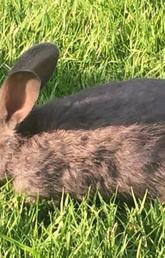 'Like a flash fire:' Rabbit owners warned about outbreak of deadly disease in Alberta