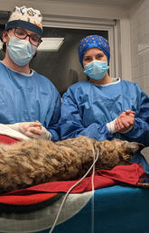 UCVM vets help to give bobcat a second chance at life