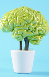 A green brain-shaped plant in a white pot