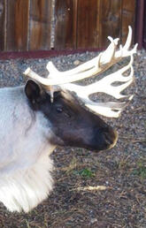 The Faculty of Veterinary Medicine’s herd of reindeer grazing