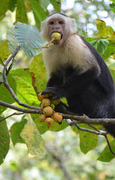 Wild capuchin monkey foraging for the relatively large, thick-husked fruits of Bromelia pinguin in Costa Rica