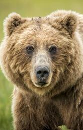 Grizzly Bear