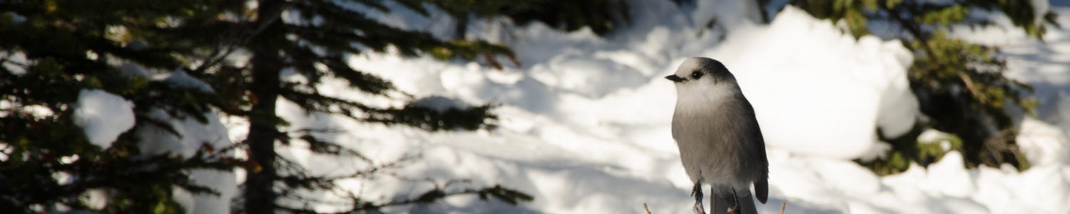 Notification of Imminent Death 