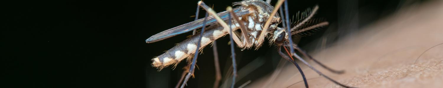 Jimmy-Chan-Mosquito