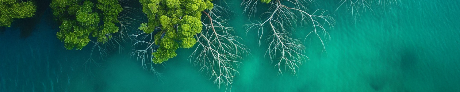 Photograph of mangrove trees and roots by <a href="https://stockcake.com/i/mangroves-from-above_1119983_773123">Stockcake</a>)