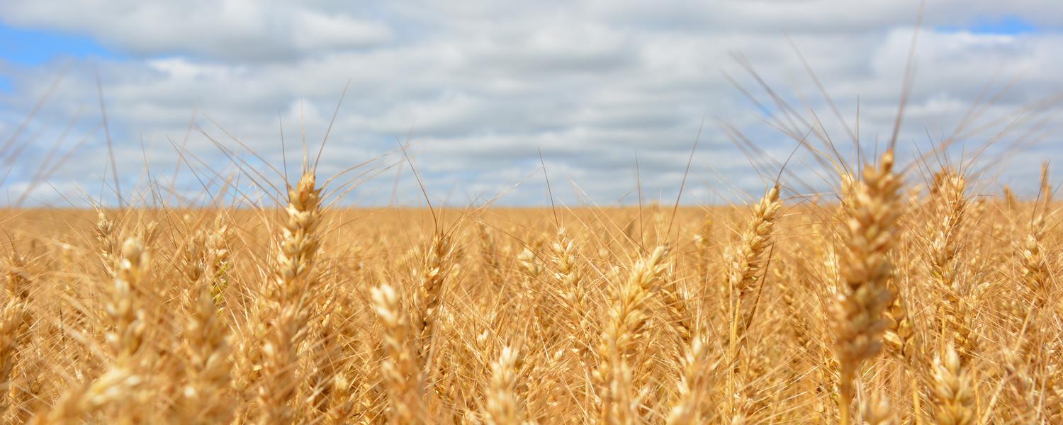 Barley