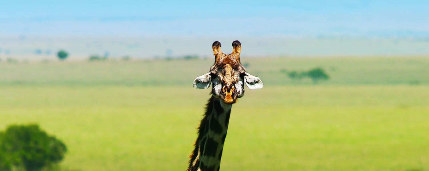 Child & Adolescent Psychiatry Fellowship