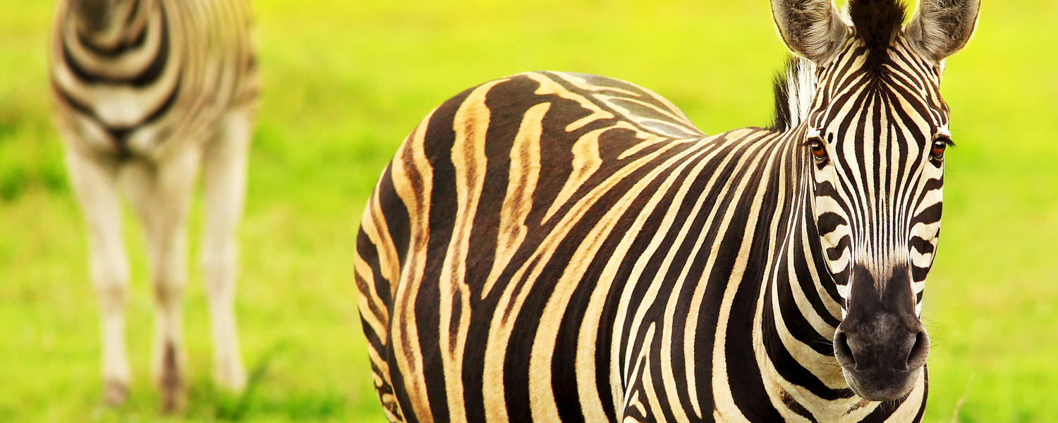 Forensic Psychiatry Fellowship