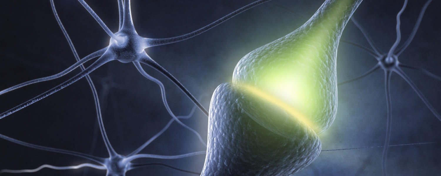 synapse