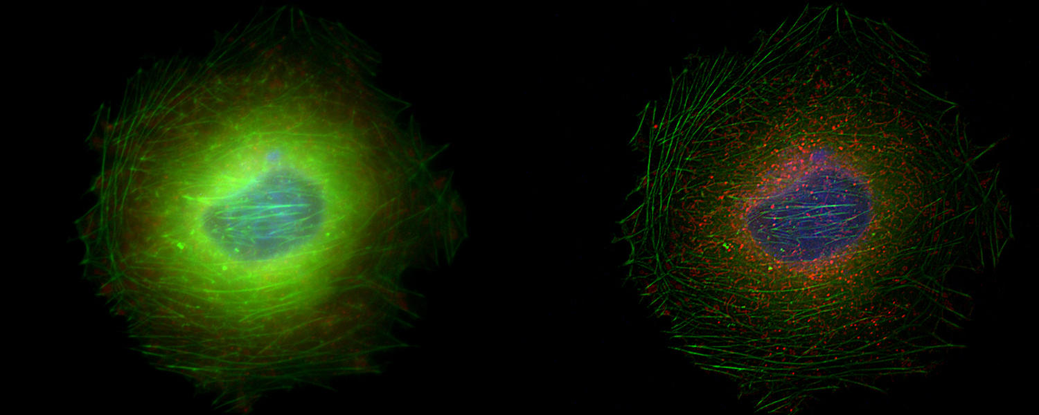 Deconvolved cell