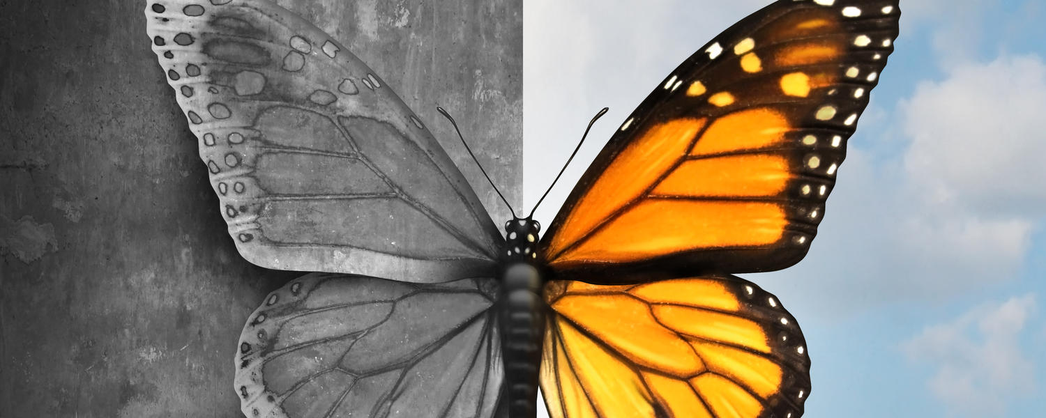 Butterfly: half grey, half coloured