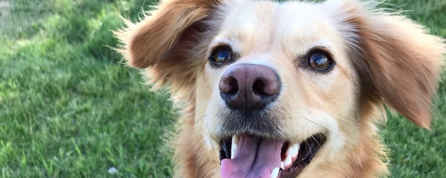 Dog looking up