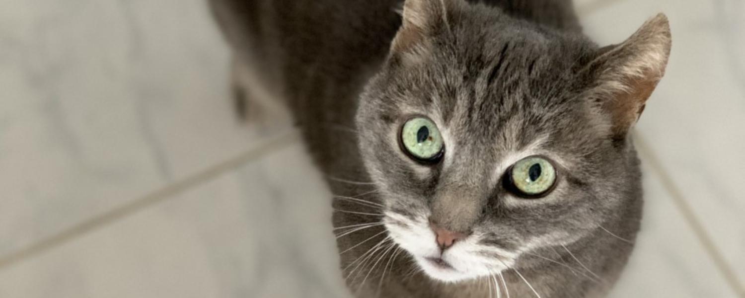 cat looking up