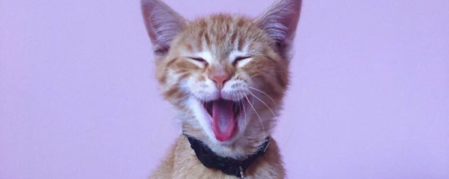 kitten with tongue sticking out