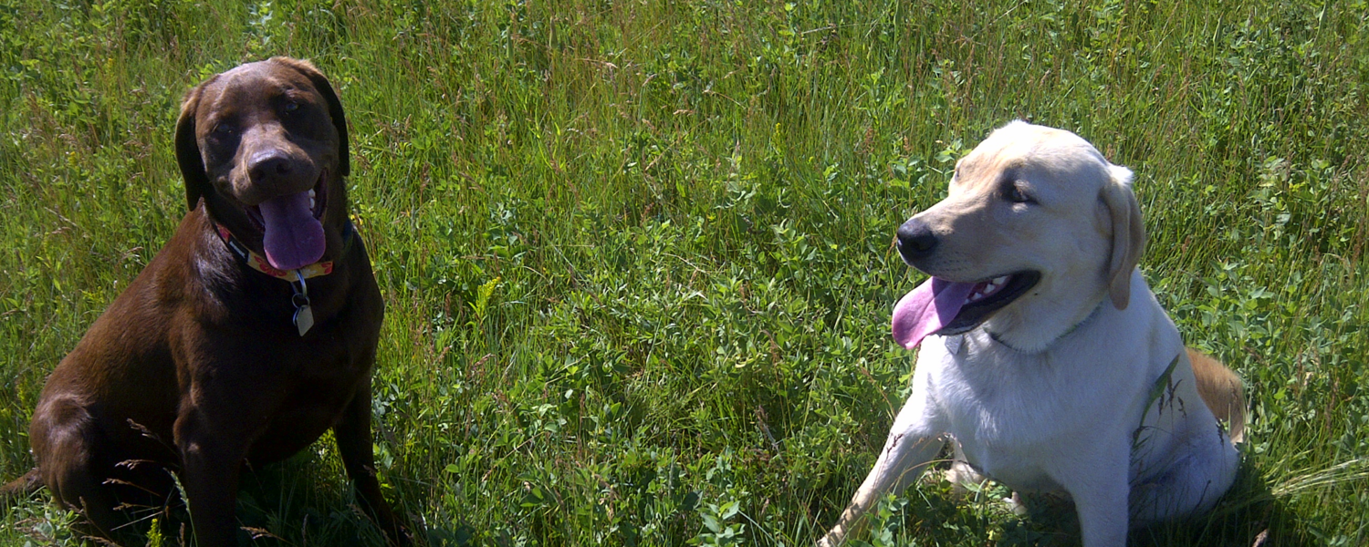 chocolate and yellow lab in a field