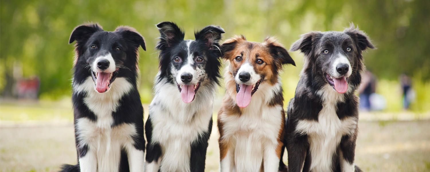 Collies lining up