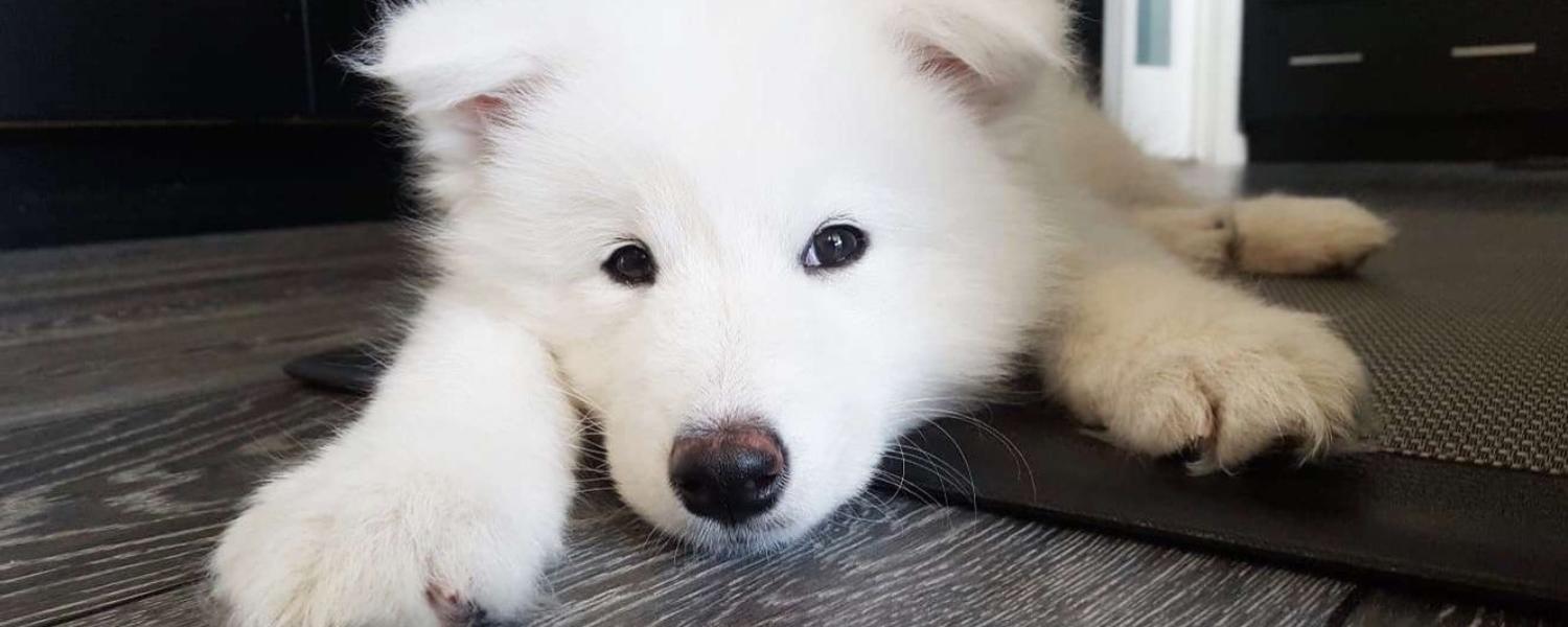 white puppy lounging