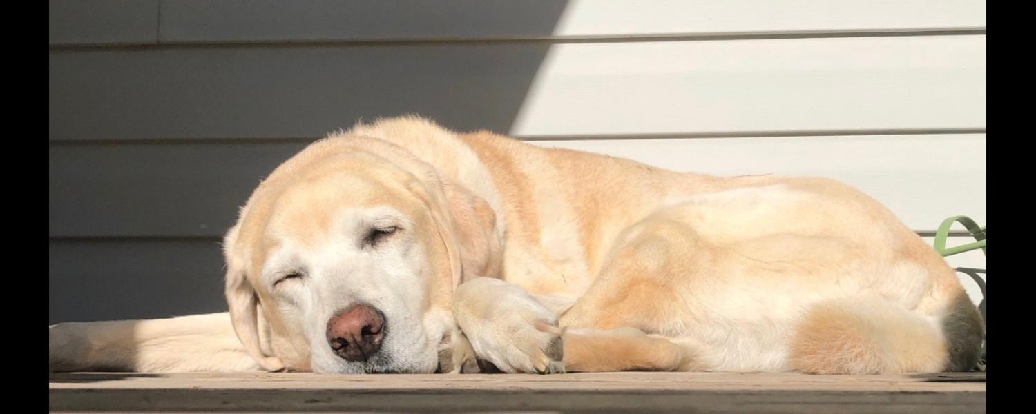 Yellow lab asleep in the sun