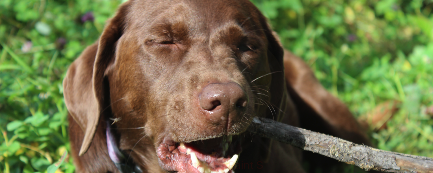 chocolate lab chewing a stick