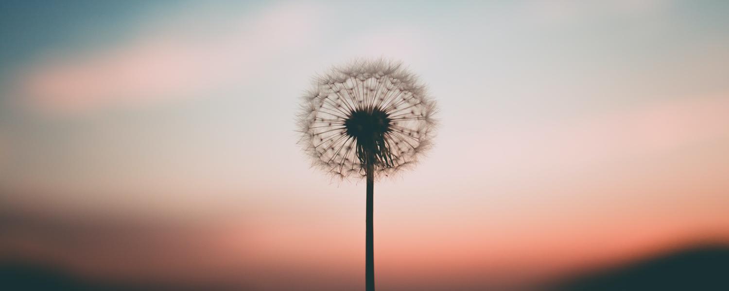 Dandelion at sunset