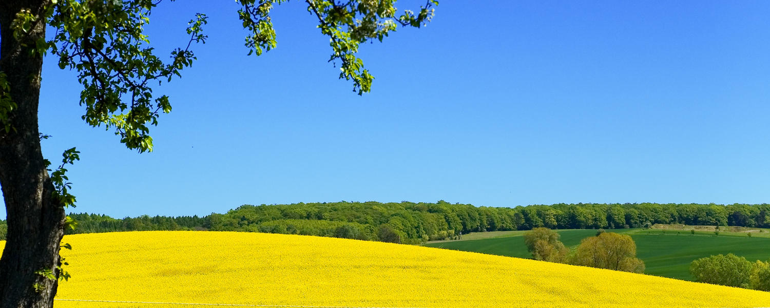 Canola