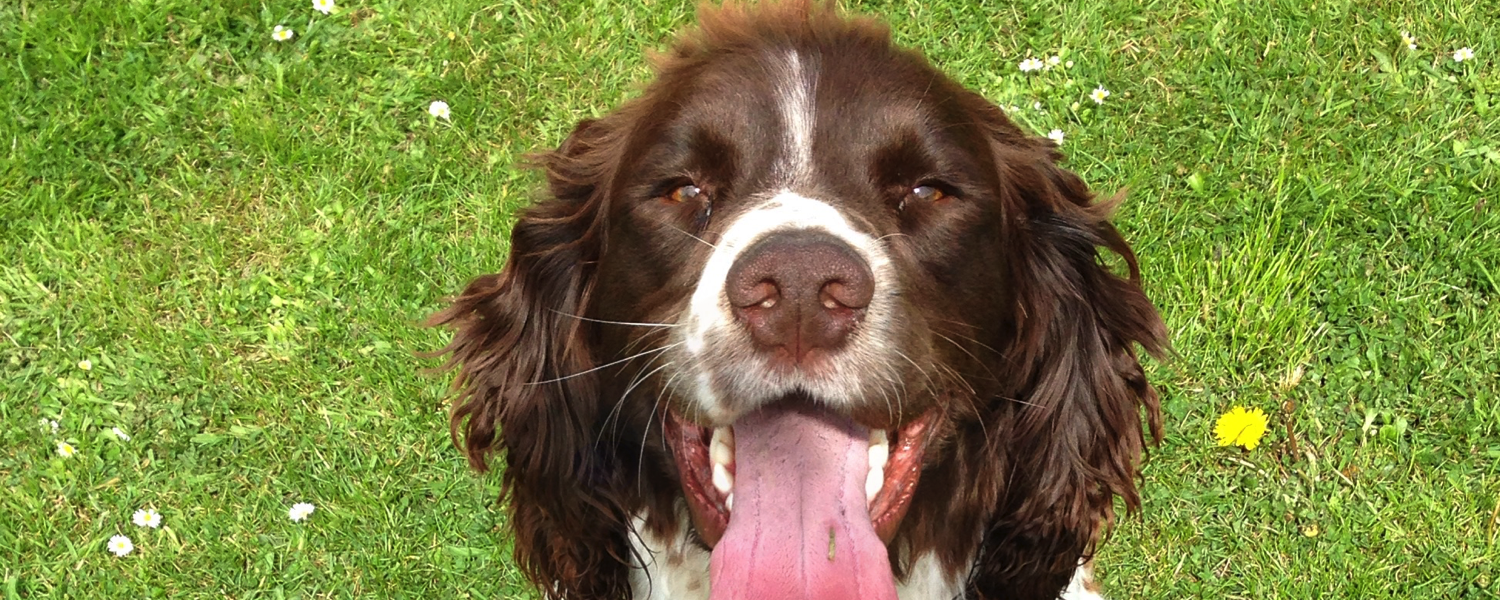 Spaniel looking up