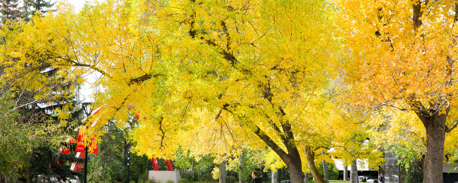 autumn trees on main ucalgary campus