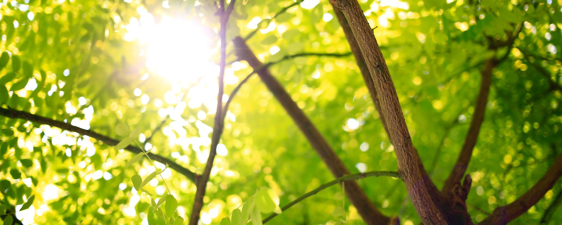 Sunlight through tree-top