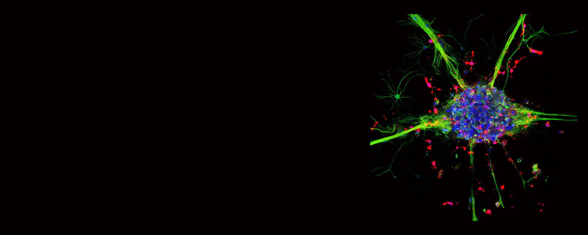 Jeff cell banner
