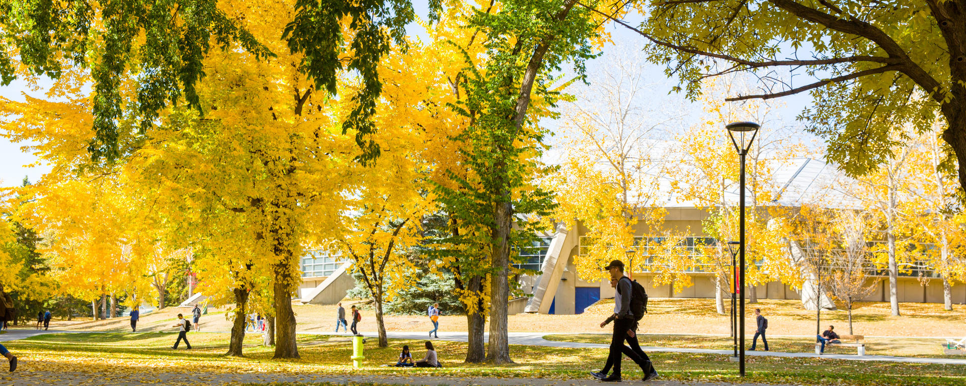 Fall at the U of C Main Campus