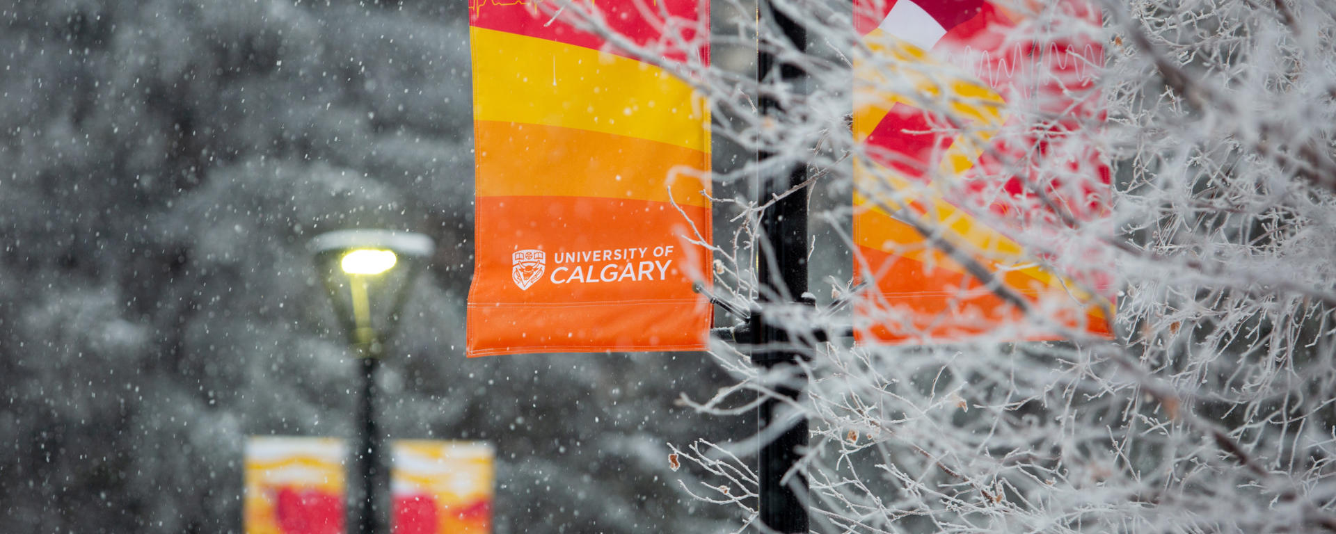 Frosted tree branches from the cold of winter are the in foreground with U of C banners in red, yellow, and orange hang in the background