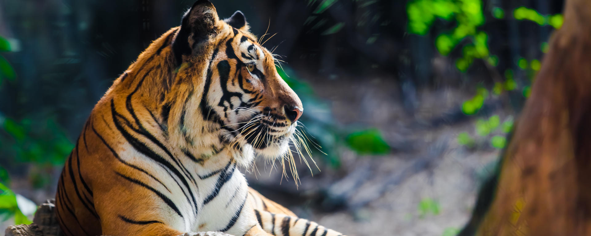 Tiger laying down